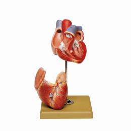 心臓模型