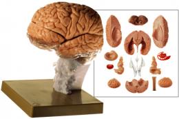 脳模型(15分解)