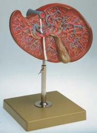 肝臓・胆嚢模型