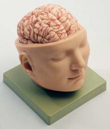 頭蓋底付脳模型