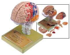 脳模型(大脳皮質野表示付)