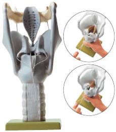 喉頭軟骨模型