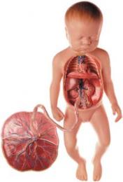 胎児の循環系模型