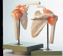 肩関節機能模型