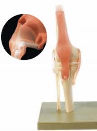 膝関節機能模型
