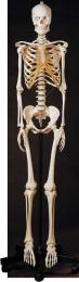 人体骨格模型(女性)