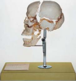 頭蓋骨模型(16分解)