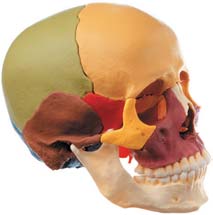 頭蓋骨模型(14分解)