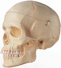 頭蓋骨模型(女性)