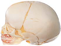 胎児頭蓋骨模型