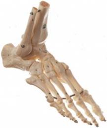 足骨格模型(伸縮性あり)