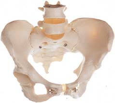 女性骨盤骨格模型