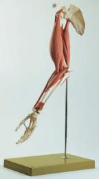 上腕および前腕筋機能模型